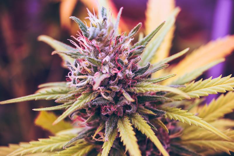 Cannabis, Medical Marijuana, Physician in Fernandina Beach, FL